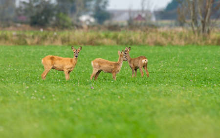 roe deer eating , wild roe deer walking around. hunting season will son begin.の写真素材