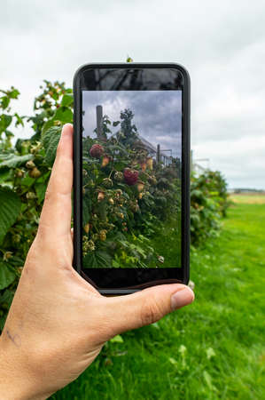 photograph whit your smart phone.の写真素材