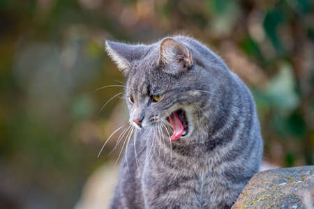 cat walking on the field and looking for something to hunt and eat. cat live on a farm. like a pet.の写真素材