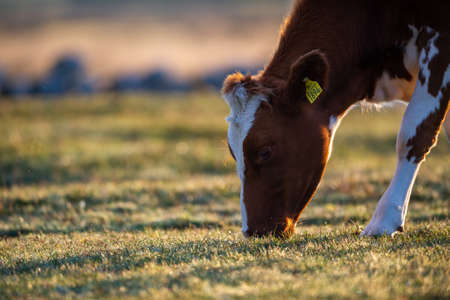 cow walks around and eats and a beautiful sunrise in the background. farming lifestyle.の写真素材
