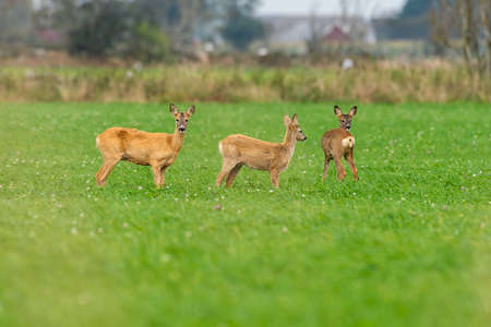 roe deer eating , wild roe deer walking around. hunting season will son begin.の写真素材