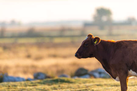 cow walks around and eats and a beautiful sunrise in the background. farming lifestyle.の写真素材