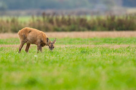 roe deer eating , wild roe deer walking around. hunting season will son begin.の写真素材