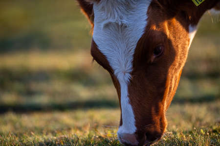 cow walks around and eats and a beautiful sunrise in the background. farming lifestyle.の写真素材