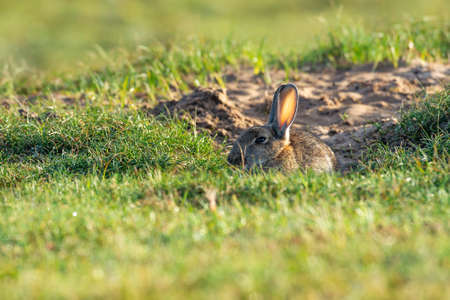 rabbit sitting and warming up from a cold night. before looking for foodの写真素材