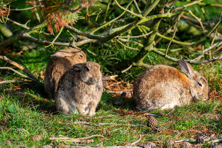 rabbit sitting and warming up from a cold night. before looking for foodの写真素材