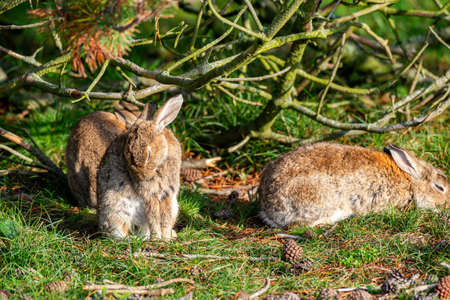 rabbit sitting and warming up from a cold night. before looking for foodの写真素材