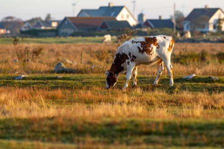 cow walks around and eats and a beautiful sunrise in the background. farming lifestyle.の写真素材