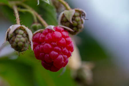 raspberry redo for harvestingの写真素材