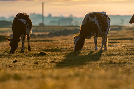 cow walks around and eats and a beautiful sunrise in the background. farming lifestyle.の写真素材