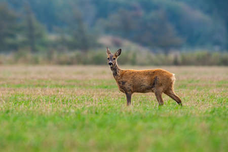roe deer eating , wild roe deer walking around. hunting season will son begin.の写真素材