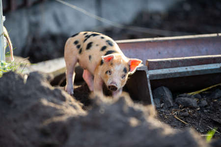 pig on a farm doing it thing on the farm eats everything that comes in its wayの写真素材