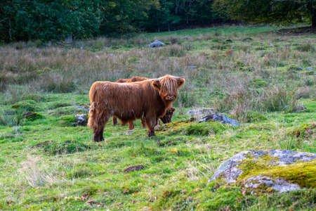 cow walks around and eats and a beautiful sunrise in the background. farming lifestyle.の写真素材