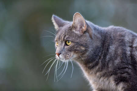 cat walking on the field and looking for something to hunt and eat. cat live on a farm. like a pet.の写真素材