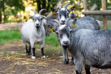 a nice portrait of a goat in a farm whit his beard hanging from the chin.の写真素材