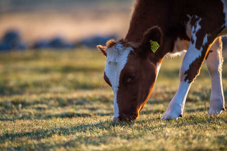 cow walks around and eats and a beautiful sunrise in the background. farming lifestyle.の写真素材