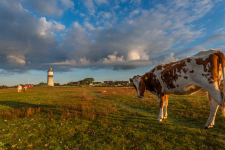 cow walks around and eats and a beautiful sunrise in the background. farming lifestyle.の写真素材