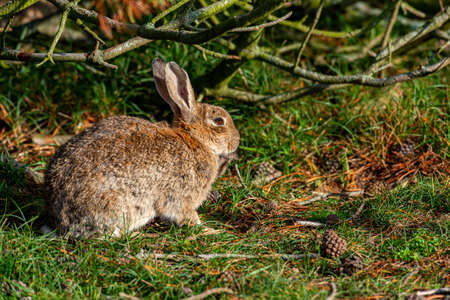 rabbit sitting and warming up from a cold night. before looking for foodの写真素材