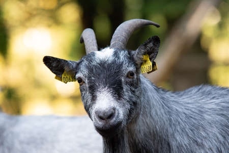 a nice portrait of a goat in a farm whit his beard hanging from the chin.の写真素材