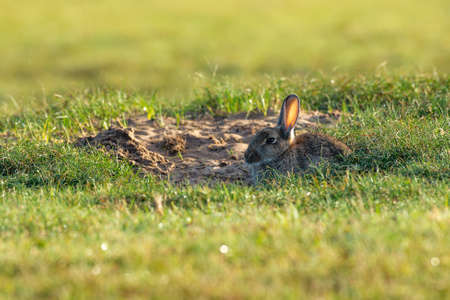 rabbit sitting and warming up from a cold night. before looking for foodの写真素材