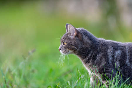 cat walking on the field and looking for something to hunt and eat. cat live on a farm. like a pet.の写真素材