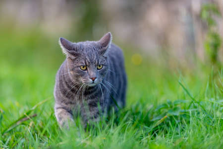cat walking on the field and looking for something to hunt and eat. cat live on a farm. like a pet.の写真素材