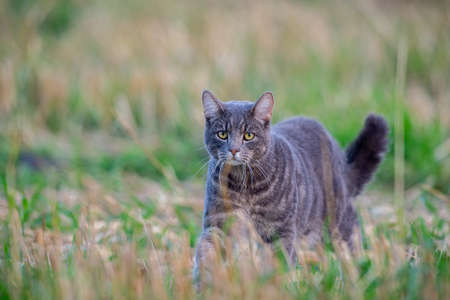 cat walking on the field and looking for something to hunt and eat. cat live on a farm. like a pet.の写真素材