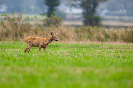 roe deer eating , wild roe deer walking around. hunting season will son begin.の写真素材