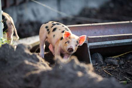 pig on a farm doing it thing on the farm eats everything that comes in its wayの写真素材