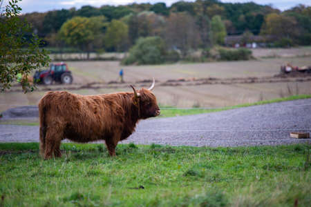highlander cow on a field. cute and big with big horns and long hair.の写真素材