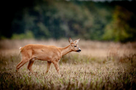 Nice deer in the wild life. before hunting beganの写真素材
