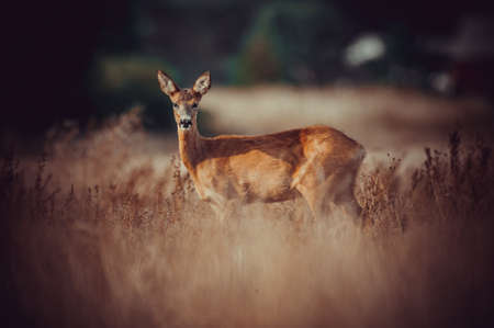 Nice deer in the wild life. before hunting beganの写真素材