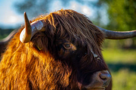highlander cow on a field. cute and big with big horns and long hair.の写真素材