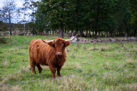 highlander cow on a field. cute and big with big horns and long hair.の写真素材