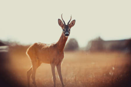 Nice deer in the wild life. before hunting beganの写真素材