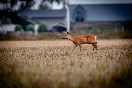 Nice deer in the wild life. before hunting beganの写真素材