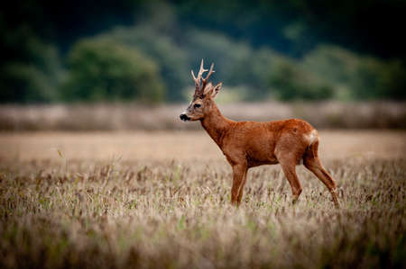 Nice deer in the wild life. before hunting beganの写真素材