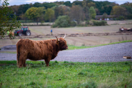 highlander cow on a field. cute and big with big horns and long hair.の写真素材