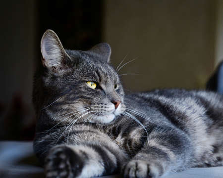 A cute little cat kitten looking out the window. nature is beutifulの写真素材