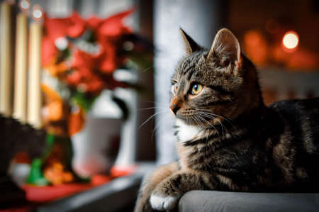 A cute little cat kitten looking out the window. nature is beutifulの写真素材