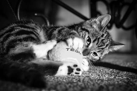 A cute little cat kitten looking out the window. nature is beutifulの写真素材
