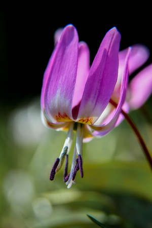 dogtooth violet beautiful spring flower that is not sow comen in swedenの写真素材