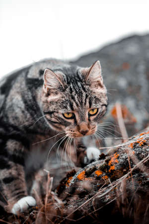 cool moody shoot of a house cat outside. hunting and playing in the wild.の写真素材