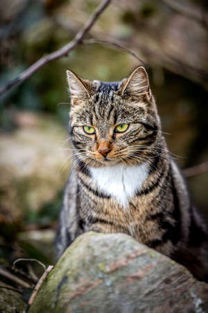 cool moody shoot of a house cat outside. hunting and playing in the wild.の写真素材
