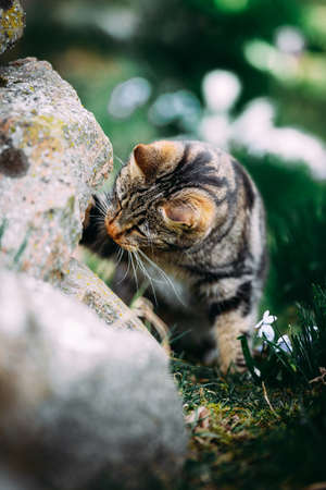 cool moody shoot of a house cat outside. hunting and playing in the wild.の写真素材