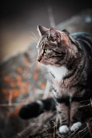 cool moody shoot of a house cat outside. hunting and playing in the wild.の写真素材
