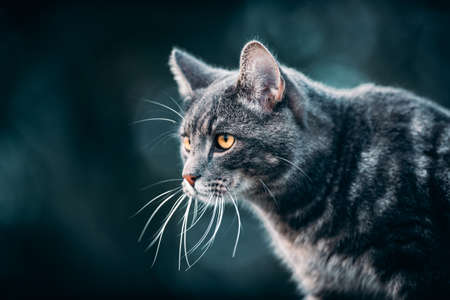 cool moody shoot of a house cat outside. hunting and playing in the wild.