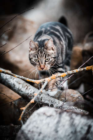 cool moody shoot of a house cat outside. hunting and playing in the wild.の写真素材