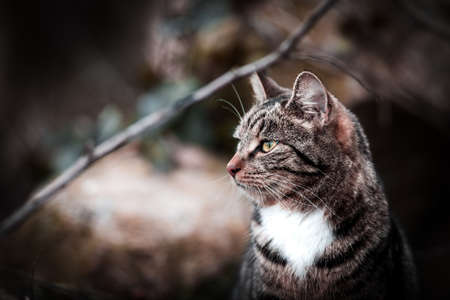 cool moody shoot of a house cat outside. hunting and playing in the wild.の写真素材