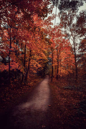 nice autumn day int he fall. a fall day in Falkenberg Sweden. nice red leafの写真素材